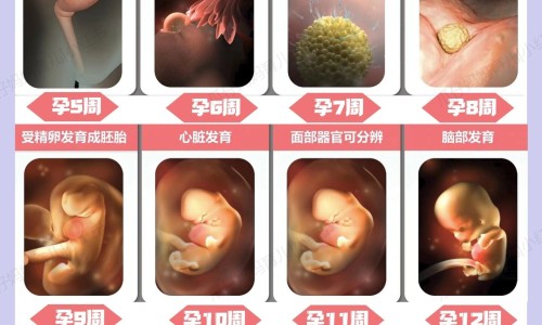 【孕妇烤瓷牙掉了真牙腐烂】孕妇烤瓷牙掉了粘上去要钱吗 - 孕妇 烤瓷牙 掉网