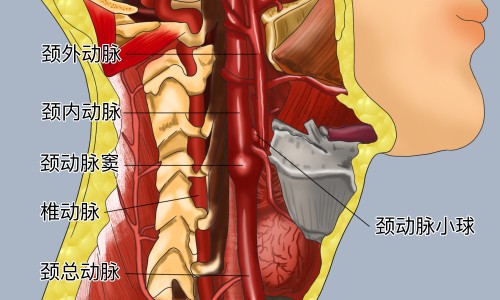 【孕妇烤瓷牙掉了真牙腐烂】孕妇烤瓷牙掉了粘上去要钱吗 - 孕妇 烤瓷牙 掉网